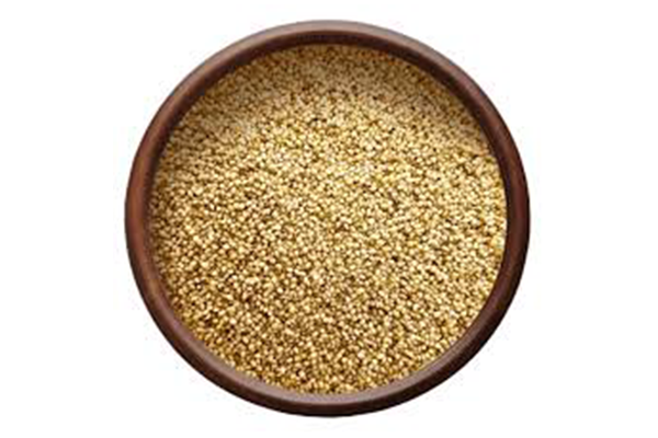 Foxtail millet
